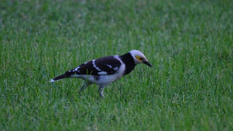 Facing-to-the-right-and-moving-while-foraging-for-some-worms-and-other-insects-on-the-ground,-Black-collared-Starling-Gracupica-nigricollis,-Thailand