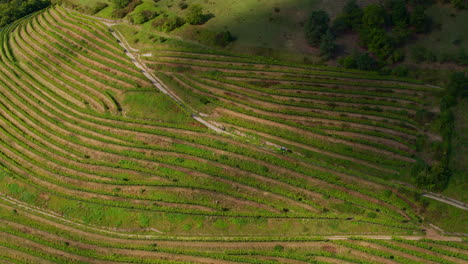 Cloud-shadow-passes-over-terraced-vineyard-rows-on-hillside,-aerial
