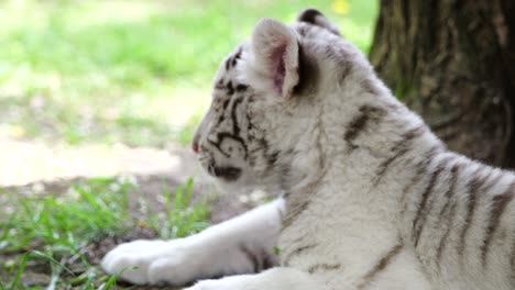 White-tiger-cub-lying-under-a-tree,-young-animal-portrait