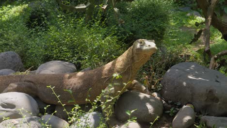 A-young-Komodo-dragon-basking-in-the-sunlight-on-big-boulders