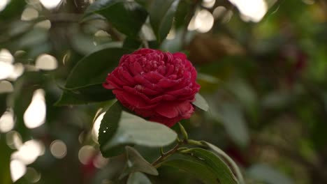 Camellia-Japnica-Blume-Blüht-In-Bergregionen