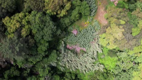 Fly-Above-Green-Park-with-Forest-Trees-01
