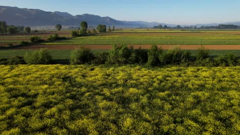 Vibrant-Yellow-Flowers-and-Colorful-Background-of-Agricultural-Parcels-on-Field-as-Sunrise-Casts-its-Golden-Glow