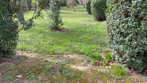 filming-where-we-begin-to-see-land-and-followed-by-a-spectacular-garden-area-with-green-grass-and-round-shaped-hedges-with-a-great-variety-of-large-trees-Jardin-de-el-Principe-Aranjuez-Spain