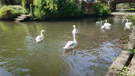 Flock-of-Swans-swimming,-River-Wensum,-Pulls-ferry-gatehouse,-Norwich