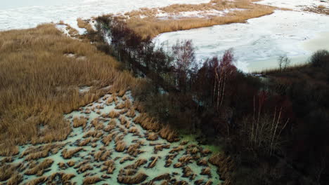 Frozen-Reed-bed-and-Flooded-Forest-Swamp-at-Winter,-Aerial