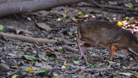 Alimentándose-En-El-Suelo-Mientras-Se-Mueve-Hacia-La-Derecha-Como-Se-Ve-En-El-Bosque,-Ratón-ciervo-Menor-Tragulus-Kanchil,-Tailandia