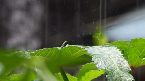 Ladyfinger-Gemüseblatt-Und-Wassertropfen-