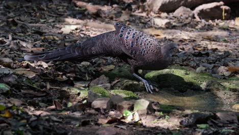 Camera-zooms-out-while-this-male-Grey-peacock-pheasant-Polyplectron-bicalcaratum-is-drinking-water-deep-in-the-forest,-Male,-Thailand