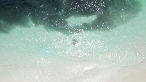 Large-Fish-Shoal-and-Stingray-swarming-at-Maldives-Shore,-Aerial