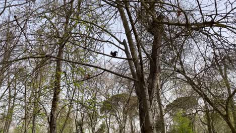 Wir-Sehen-Ein-Eichhörnchen-Oben-Auf-Einigen-Bäumen,-Das-Noch-Keine-Blätter-Hat-Und-Durch-Die-Äste-Läuft,-Das-Anhält,-Um-Zu-Essen,-Und-Wir-Schmecken-Seine-Silhouette-An-Einem-Frühlingsmorgen-In-Aranjuez,-Madrid,-Spanien