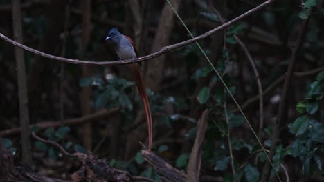 Facing-towards-the-camera-then-hops-around-to-show-its-back-then-hops-to-face-again-to-turn-around-and-face-the-camera,-Blyth's-Paradise-Flycatcher-Terpsiphone-affinis,-Thailand