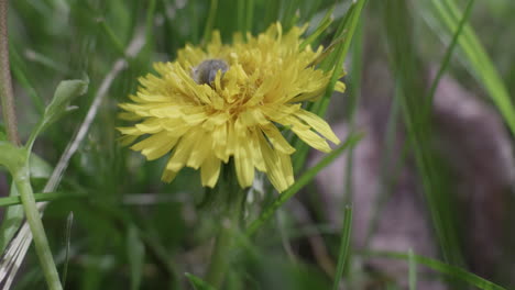 Yellow-dandelion-with-a-flower-bug-at-spring-time