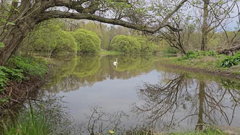 Weißer-Schwan-Schwimmt-In-Einem-See-Im-Stadtpark