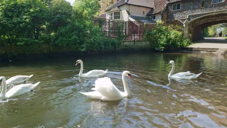 Schwimmender-Schwarm-Schwäne,-Zieht-Fähre-Torhaus,-Fluss-Wensum,-Norwich