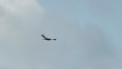 Un-águila-Volando-En-El-Cielo-Nublado