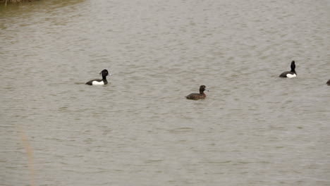 Herde-Von-Reiherenten-Im-Waters&#39;-Edge-Country-Park