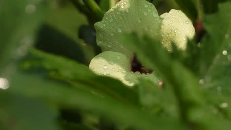 Ladyfinger-Gemüse-Blume-Und-Blatt-