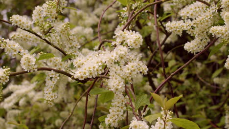 Plano-Medio-De-Pájaro-Cerezo-Prunus-Padus-Moviéndose-En-El-Viento