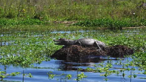 An-alligator-basks-in-the-sun-in-a-reservoir-in-the-territory-of-the-Esteros-del-Ibera-Park,-Argentina