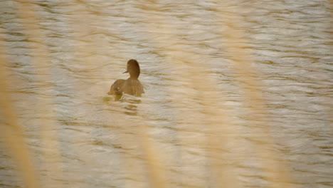 Shot-of-a-female-tufted-duck-though-reeds-at-Waters'-Edge-Country-Park
