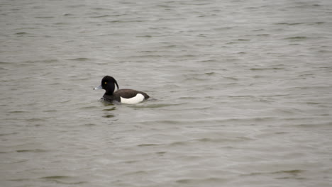 Foto-De-Un-Pato-Copetudo-Macho-En-Waters&#39;-Edge-Country-Park