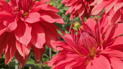 Vibrant-red-dahlia-flowers-in-full-bloom,-captured-in-brilliant-sunlight-with-sharp-detail