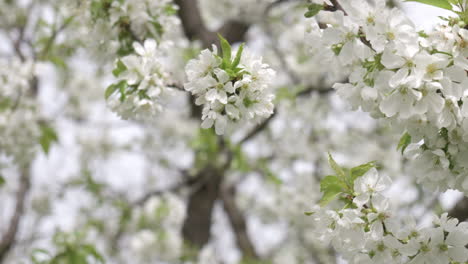 Un-Manzano-Que-Florece-En-Primavera