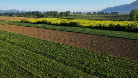 Schöner-Hintergrund-Mit-Bunten-Getreideparzellen-Auf-Den-Lebhaften-Landwirtschaftlichen-Feldern-Bei-Sonnenaufgang,-Frühlingsmorgen