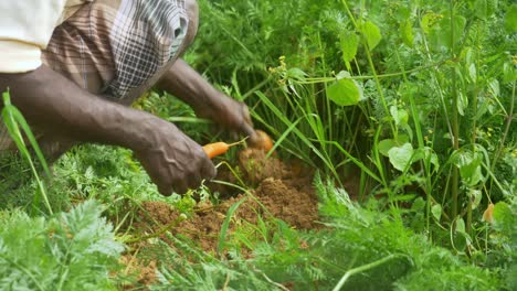 Primer-Plano-De-Un-Agricultor-Cosechando-Zanahorias-En-Una-Granja.