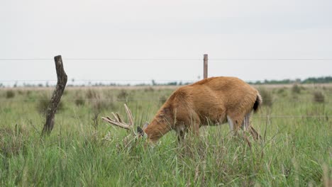 Marsh-deer,-young-male-grass-eating,-Blastocerus-dichotome