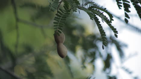 Close-up--of-Tamarinds-fruit-pod-on-tree