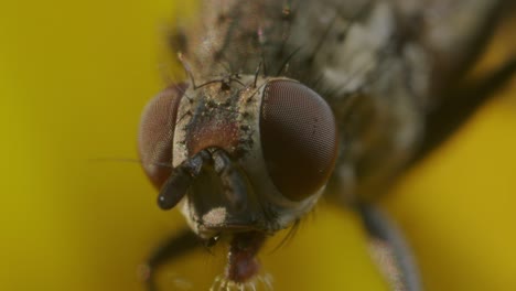 Foto-Macro-De-La-Cabeza-De-La-Mosca-Y-Ojos-Omnidireccionales