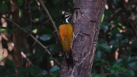 Pecking-on-the-bark-while-in-front-of-the-hole-in-which-it-is-feeding-on,-Common-Flameback-Dinopium-javanense,-Female,-Thailand