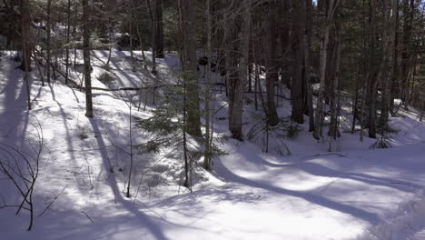 Die-Schatten-Der-Bäume-Erstrecken-Sich-über-Eine-Schneefläche-In-Den-Adirondack-Mountains