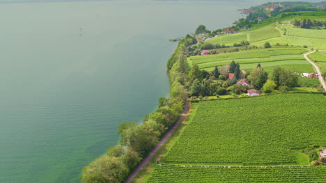 Luftbildübersicht-Der-Küstenweinberge-Am-Bodensee,-Staatsweingut-Deutschland