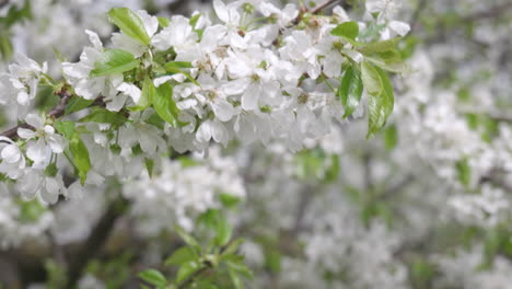 Un-Cerezo-Que-Florece-En-Primavera-Con-Viento-Fuerte