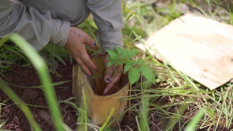 Agricultor-Plantando-Y-Plántula-De-árbol-De-Trompeta-Rosa-A-Mano-Con-Tierra.