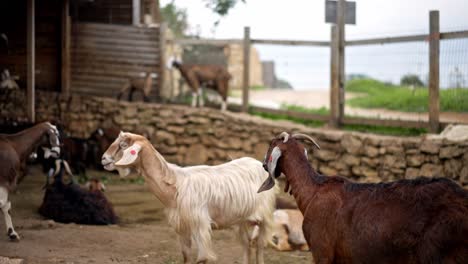 Goats-in-a-farm-in-the-countryside