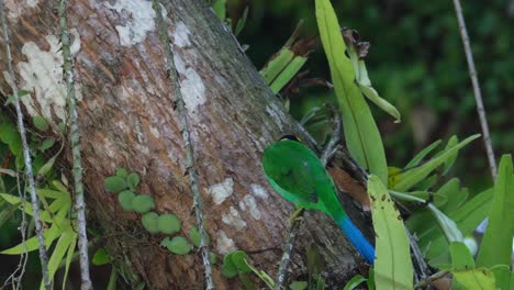 Seen-from-its-back-while-perch-on-a-branch-looking-around-then-hops-to-face-front-and-flies-away-going-up,-Long-tailed-Broadbill-Psarisomus-dalhousiae,-Thailand