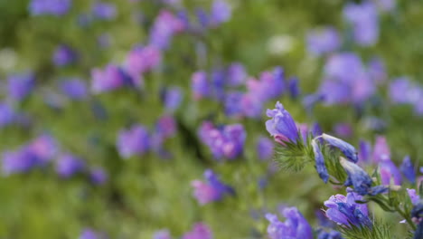 Echium-Vulgare-Oder-Blueweed-Blume,-Rack-Fokus-Mit-Bokeh,-Nahaufnahme