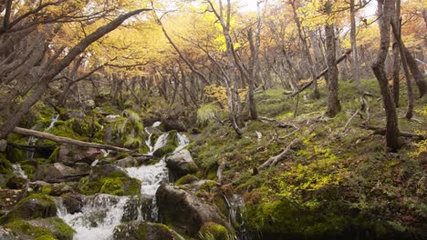 Patagonia's-untamed-wild-forests-and-rivers-as-shown-in-a-static-camera-view-in-an-autumnal-landscape-of-Argentina