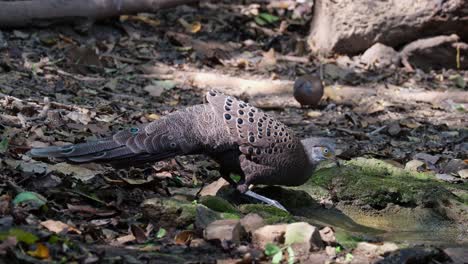 A-male-individual-drinking-water-from-a-waterhole-deep-in-the-forest,-Grey-peacock-pheasant-Polyplectron-bicalcaratum,-Thailand