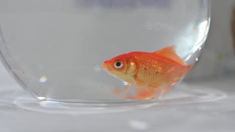 A-close-up-of-a-goldfish-inside-a-fishbowl,-Gold-Fish-Footage