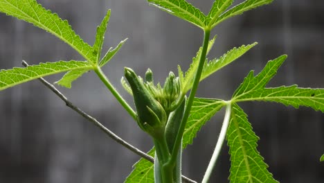 Ladyfinger-Gemüsepflanze.-Blatt-