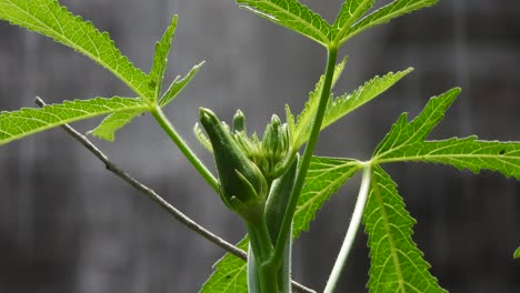 Planta-Vegetal-De-Mariquita.-Hoja-