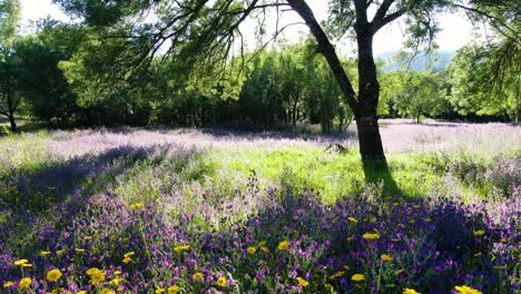 Rückwärtsflug-Auf-Bodenhöhe-Mit-Einer-Drohne-Im-Gegenlicht-Auf-Einer-Wiese-Mit-Eschen-Und-Entdeckung-Einer-Vielzahl-Von-Violetten,-Gelben-Und-Weißen-Blumen-Mit-Grünem-Gras-Im-Tietar-Tal-In-Avila,-Spanien