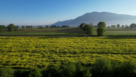 Hermosas-Y-Coloridas-Parcelas-De-Cultivos-Que-Crean-Un-Fondo-Impresionante-En-Los-Campos-De-La-Mañana-De-Primavera-En-Korca,-Albania