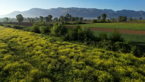 Lebendige-Felder-Am-Frühlingsmorgen-Mit-Landwirtschaftlichen-Parzellen,-Blühenden-Blumen-Und-üppigen-Grünen-Bäumen,-Farbenfrohe-Landschaft