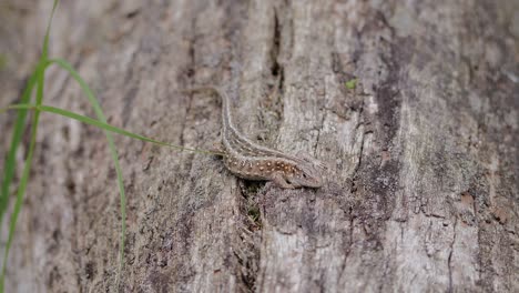 Female-sand-lizard-on-a-tree-trunk,-good-camouflage-colours